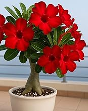 Adenium Live Plant, Red Flower, Indoor Decorative Plant for Home, Office, Living Room, Balcony, Single Pack Of 1