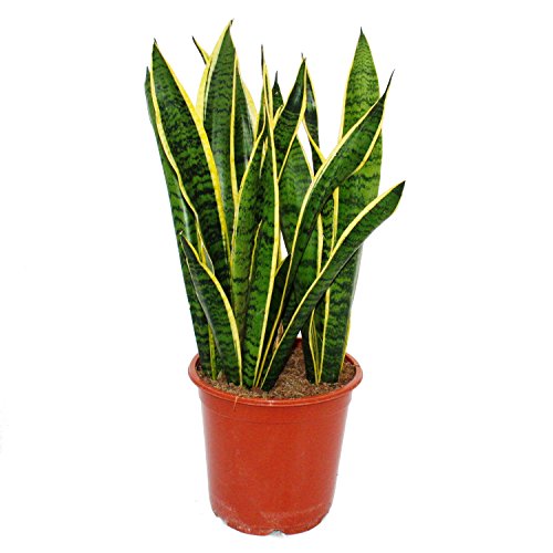 Sansevieria trifasciata - 19cm pot - total height: 55-65cm