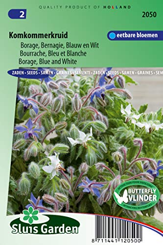 Bourrache Bleu et Blanche - Les Herbes aromatiques
