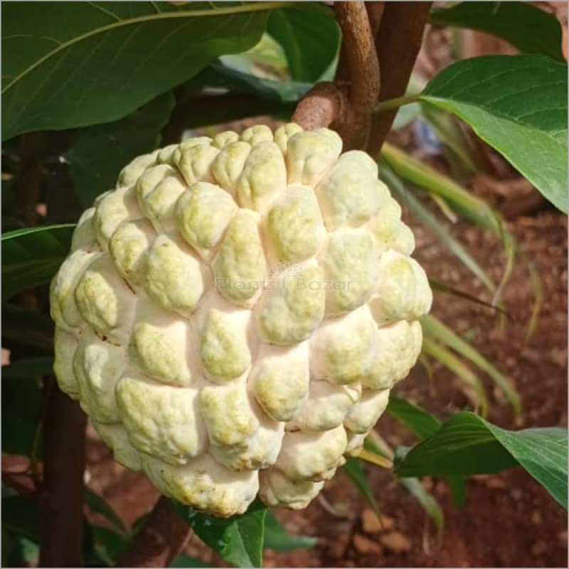 Sugar apple seeds (180 seeds) : Amazon.in: Garden & Outdoors