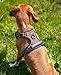 lionto Hundegeschirr gepolstert aus weichem Nylon, Größe S, reflektierendes Anti Zug Geschirr für Hunde mit 2 Ringen & 4 Einstellgurten, Zwei Klickverschlüsse & gummierter Griff am Rücken, braun