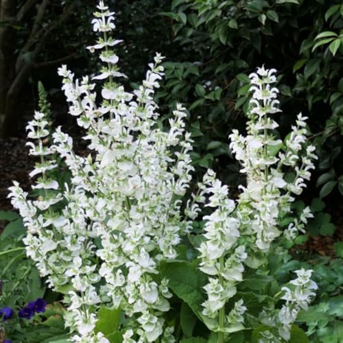 30 White Swan Clary Sage Seeds White Swan Salvia Flower Seeds Birds Butterflies Pollinators Non-GMO Wildflower Seeds 30 White Swan Clary Sage Seeds White Swan Salvia Flower Seeds Birds Butterflies Pollinators Non-GMO Wildflower Seeds