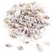 Super Z Outlet Tiny Miniature Fairy Garden Beach Critter Seashells Marine Life Collection for Vase Filler (2 Tbsp Pack)