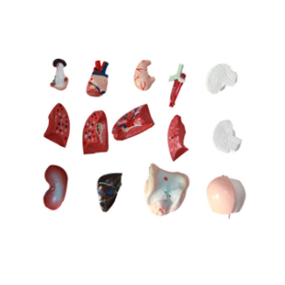 Modelo de ensamblaje Modelo anatómico Torso, estructura de órgano de anatomía humana Modelo de cuerpo 15 partes 26CM Torso esquelético visceral para niños que aprenden estudiantes que enseñan para la