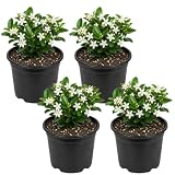 4 Asiatic Jasmine Minima Plants, 4-6 Inch Tall, Fast Growing Ground Cover Plant, Grow Robust Dense Foliage Carpet for Landscape