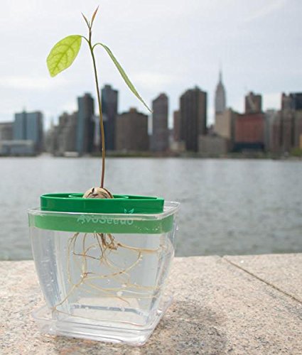 AvoSeedo Bowl Set Grow Your Own Avocado Tree, Evergreen, Perfect Avocado Tree Growing Kit for Every Avocado Lover with Plan Pot – Green & White