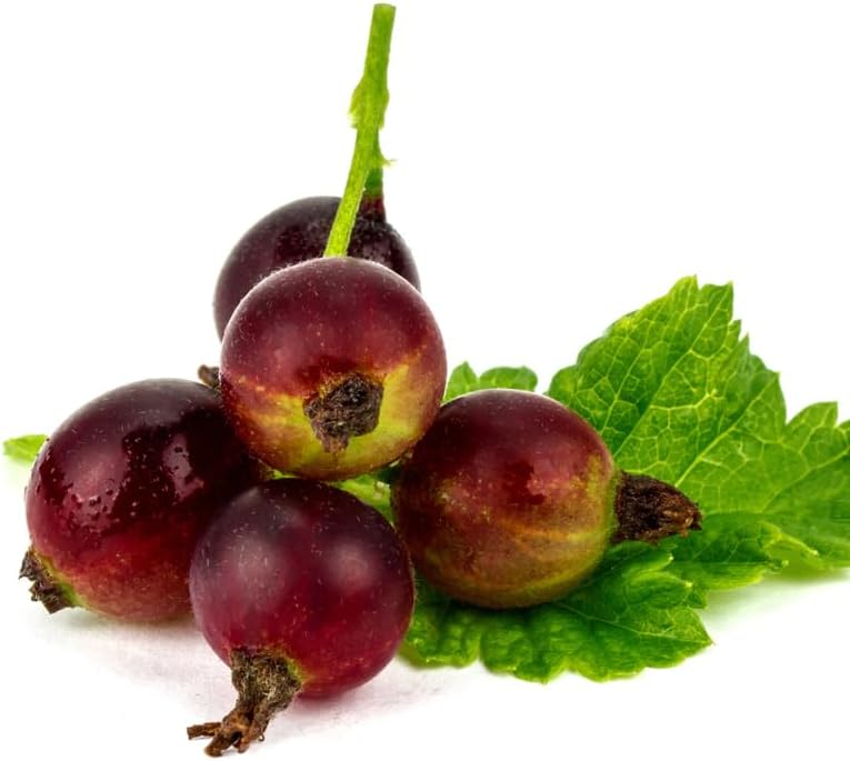 Gooseberry Tree Plant Live, Gooseberry Bush Live Plant, 5-9 Inch Tall, Gooseberry Plant Live for Planting Outdoors (Jeanne Gooseberry)