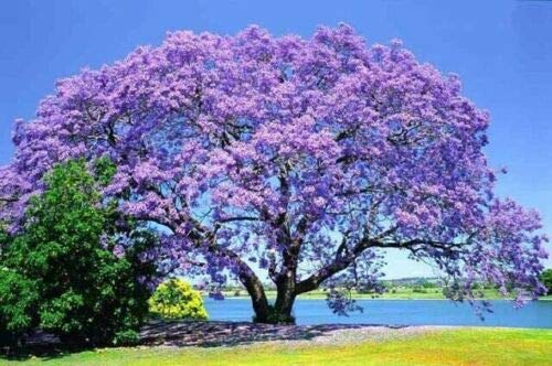 Beautiful Flowering Blue Jacaranda Tree Plant 5-11" Tall Potted (No California) #TOP1
