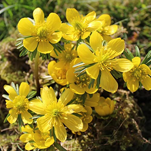 Winterlinge Kaufen Die 15 besten Produkte im Vergleich