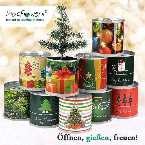 MacFlowers® Weihnachtsbaum in der Blumendose | Merry Christmas Rot | Dein Anzuchtset | Tannenbaum Adventskalender Wichteln Nachhaltig