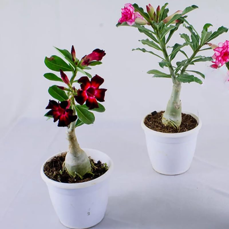 Adenium obesum | Desert Rose � Plants (B0CX9FYYLT) Amazon Price History, Amazon Price Tracker