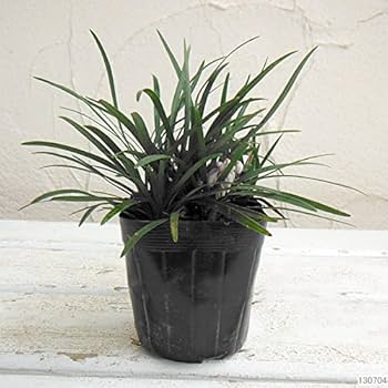 玉竜　リュウノヒゲの仲間　タマリュウ　たまりゅう　2000株 タマリュウ（玉竜）ポットタイプ 200ポット 約2から8平米分