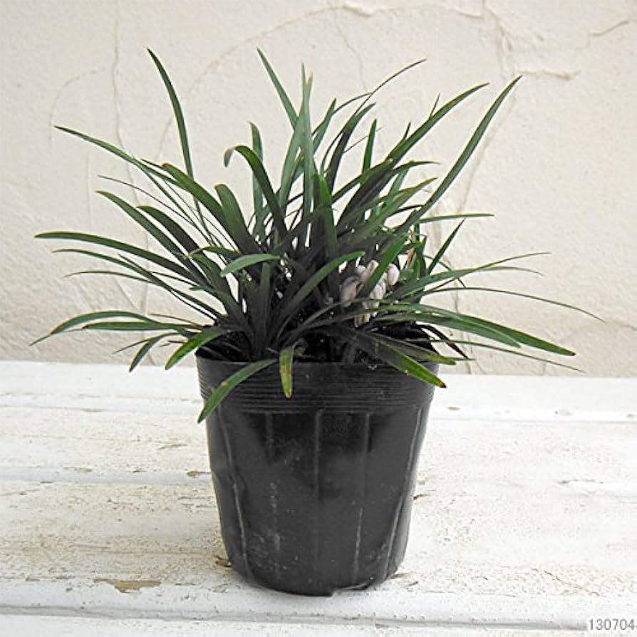 Amazon.co.jp: リュウノヒゲ：玉竜（タマリュウ・ギョクリュウ