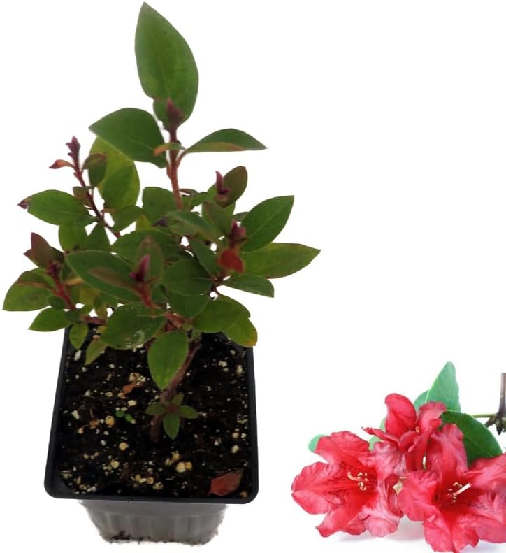 Miniatura 5 de Planta de rododendro de azalea roja, arbustos vivos, flores en maceta de 4 pulgadas, muy resistente, color rojo