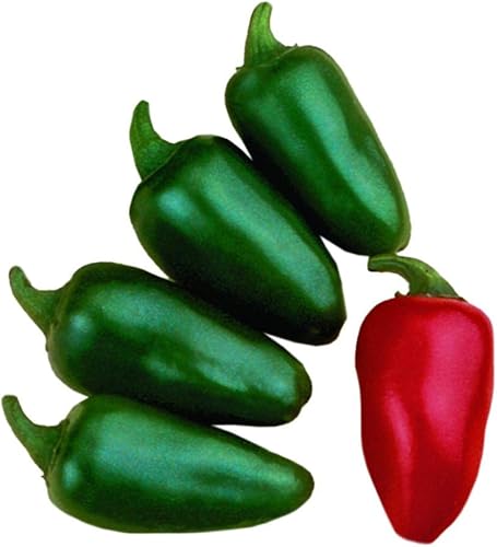 Miniatura 1 de Park Seed Variedad de semillas de plantas de chile picante, fáciles de cultivar, perfectas para jardín de primavera, jalapeño fresco M caliente,