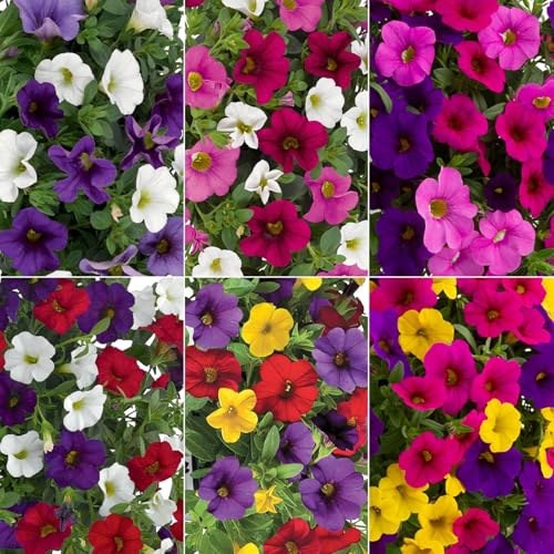 Zauberglöckchen 'Trio', Mischung zufällig, Topf-Ø 12 cm, 6 Pflanzen