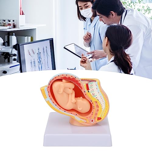 Image of 9 Month Baby Fetus Model Removable Resin Pregnancy Female Pelvis Model with Clear Structure for Colleges