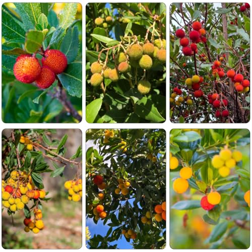 Madroño semillas de perennes resistentes balcón con camas elevadas resistentes y orgánicas de balcón oficina 50pcs
