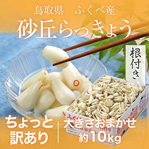鳥取県産　砂丘　らっきょう　１０ｋｇ　zoo Amazon | 根付き 砂丘らっきょう 訳あり 大きさおまかせ 約10kg 鳥取県