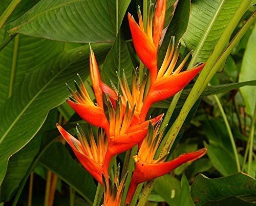 CosaCentrum plant Heliconia psittacorum Live Plant Home Outdoor & Indoor (pack of 1) with pot (B0BPHHY4LJ) Amazon Price History, Amazon Price Tracker