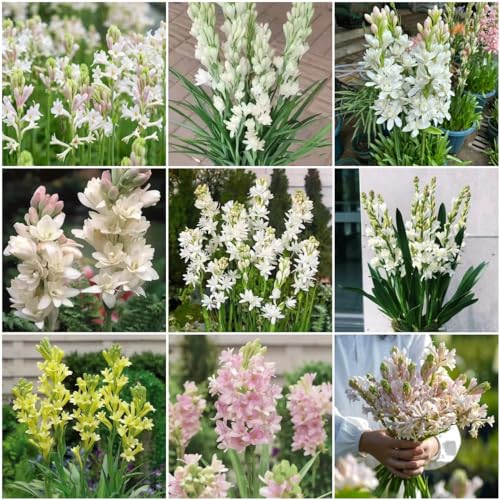 400 piezas semillas de plantas de nardo - plantas de sombra jardinería urbana decoración de flores, Polianthes tuberosa, regalo para los amantes de las plantas plantas en maceta