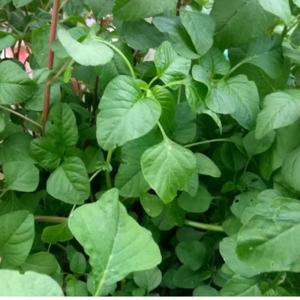 Sri Muthaya Organic Farms_ அரை கீரை | Arai Keerai (Spinach) Garden Seeds (Home Garden Seeds) - Pack of 20grms (B09SB82FF3) Amazon Price History, Amazon Price Tracker