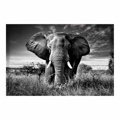 Affiche éléphant noir et blanc 70x100cm sans cadre pour salon