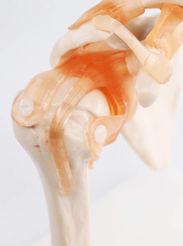 Modèle Ligament Pivot Épaule Naturelle Grande Ceinture Modèle Squelette Humain Modèle D'omoplate Orthopédique Et Matériel Médical, Naturel