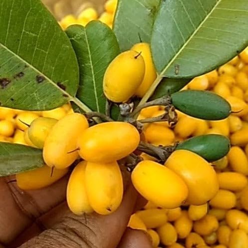 See full amazon price history chart for Khirni seeds, germmination 100% (7 seeds) Khirni seeds, germmination 100% (7 seeds) (B0CG1NXXP4) Amazon Price History, Amazon Price Tracker