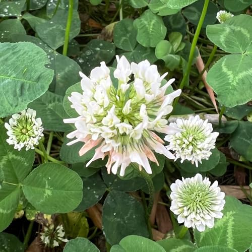 Semillas de Trifolium repens, de jardín de rocas resistentes variedades antiguas semillas de silvestres 500pcs