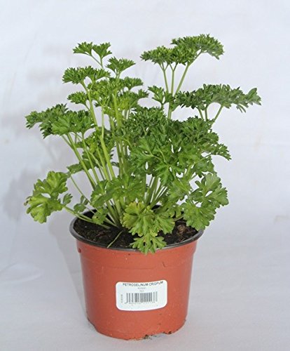 Perejil rizado o chino (maceta 10,5 cm) - Planta viva - Planta aromatica