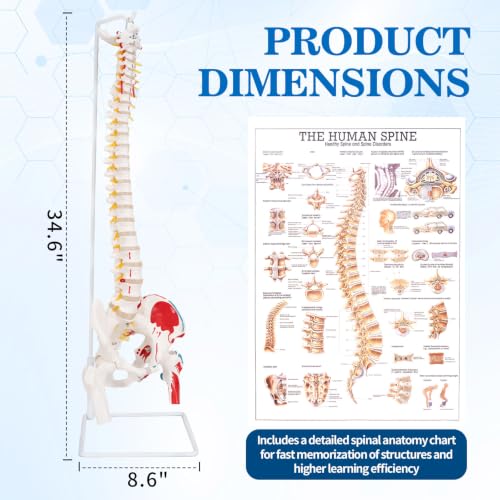 Image of 34.6 inchLife-Size Flexible Human Spine Model with Muscle Origins