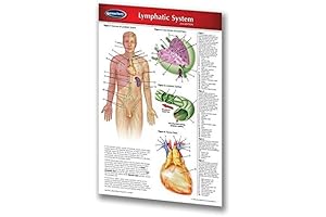 Permacharts - Lymphatic System Pocket Chart - Meridian map, Deep Meridian &...