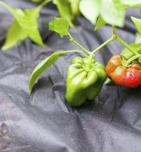 Windhager Mulchvlies Gartenvlies Unkrautvlies verhinter Unkrautwachstum chemiefrei, 30 g/m², 10 x 1,2 m, schwarz