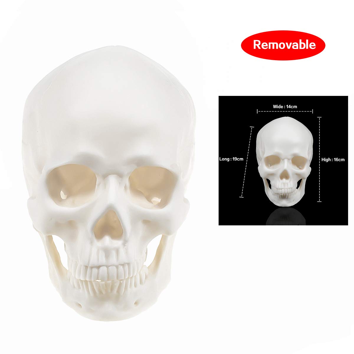 ZGOOD1:1 Human Skull Model Life Size Anatomical Medical Teaching Skeleton Head Study Model