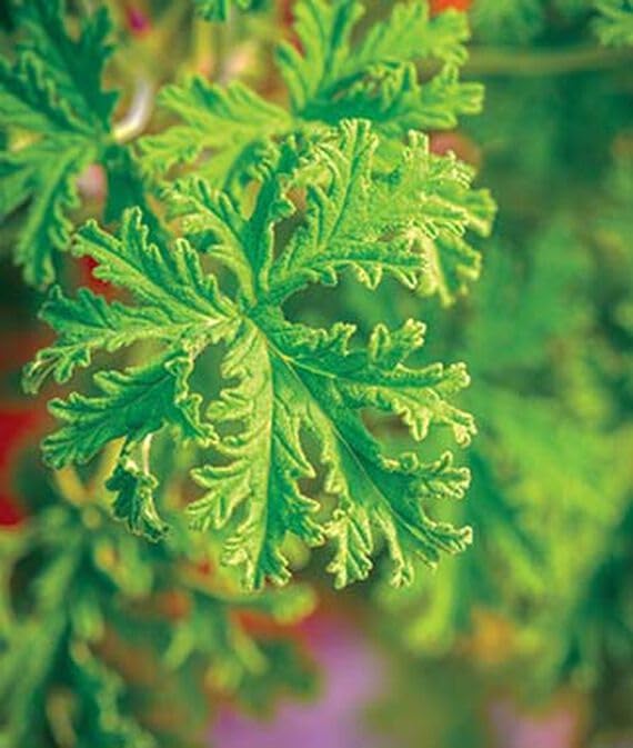 Willvine Citronella Geranium (Scented)-image-37