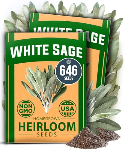 HOME GROWN White Sage Seeds 646 Pack Heirloom Seeds - Grow Aromatic Sage Plants for Your Herb Seeds Garden with Sage for Planting Outdoor or Indoor (Salvia apiana)