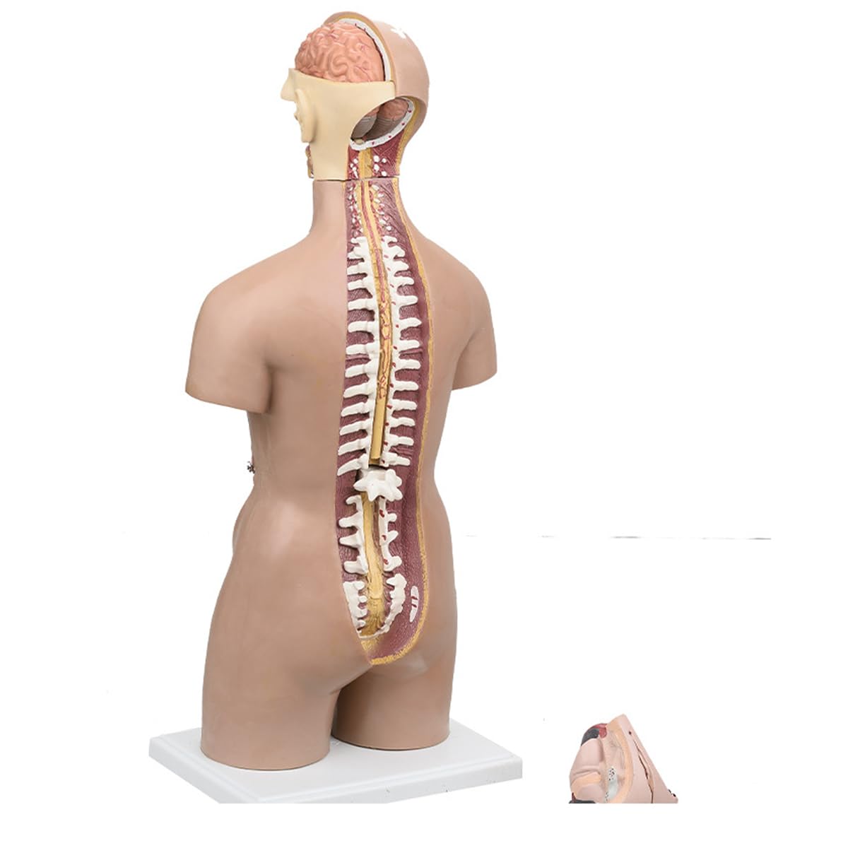 Modèle Anatomique De Torse Humain Masculin Et Féminin De 55 Cm, Organes Internes, 21 Parties du Torse, Matériel Pédagogique, Modèle Anatomique
