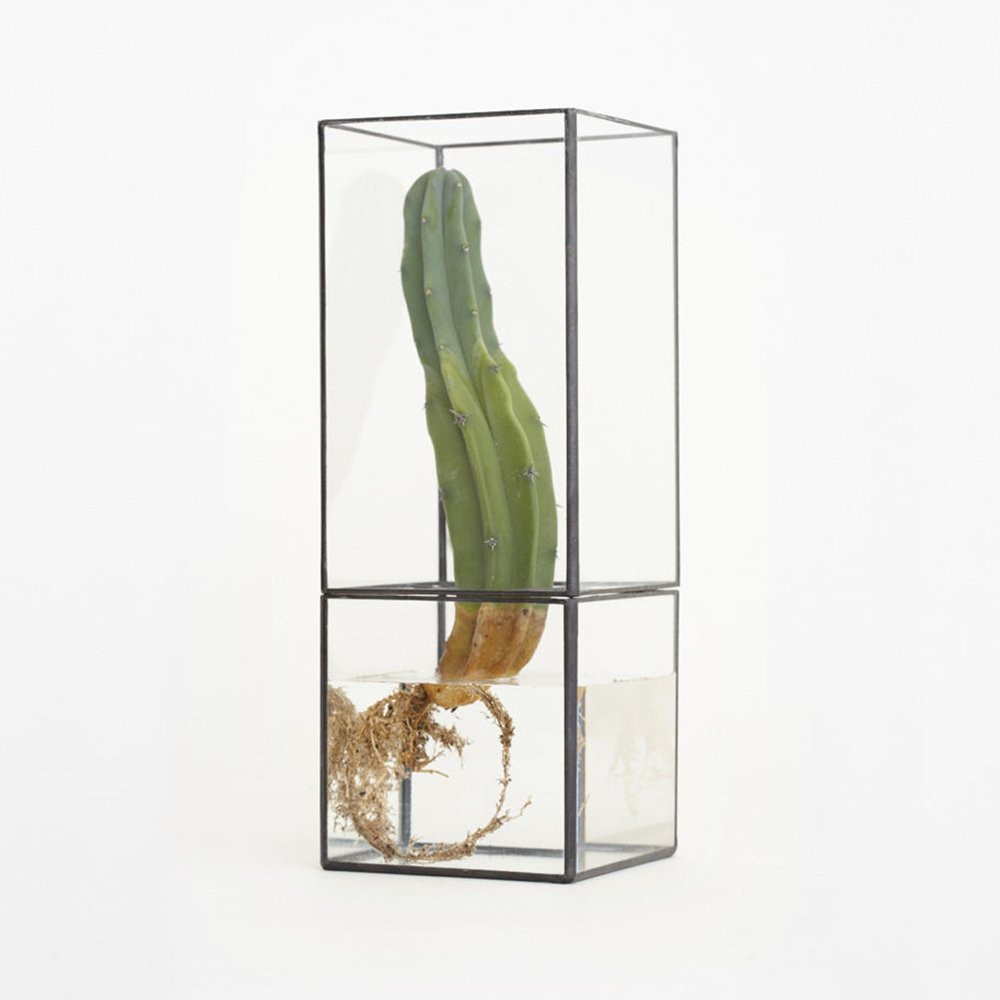 10¹² Terra Hydro 100 Hydroponics Glass Terrarium for Cacti & Succulents