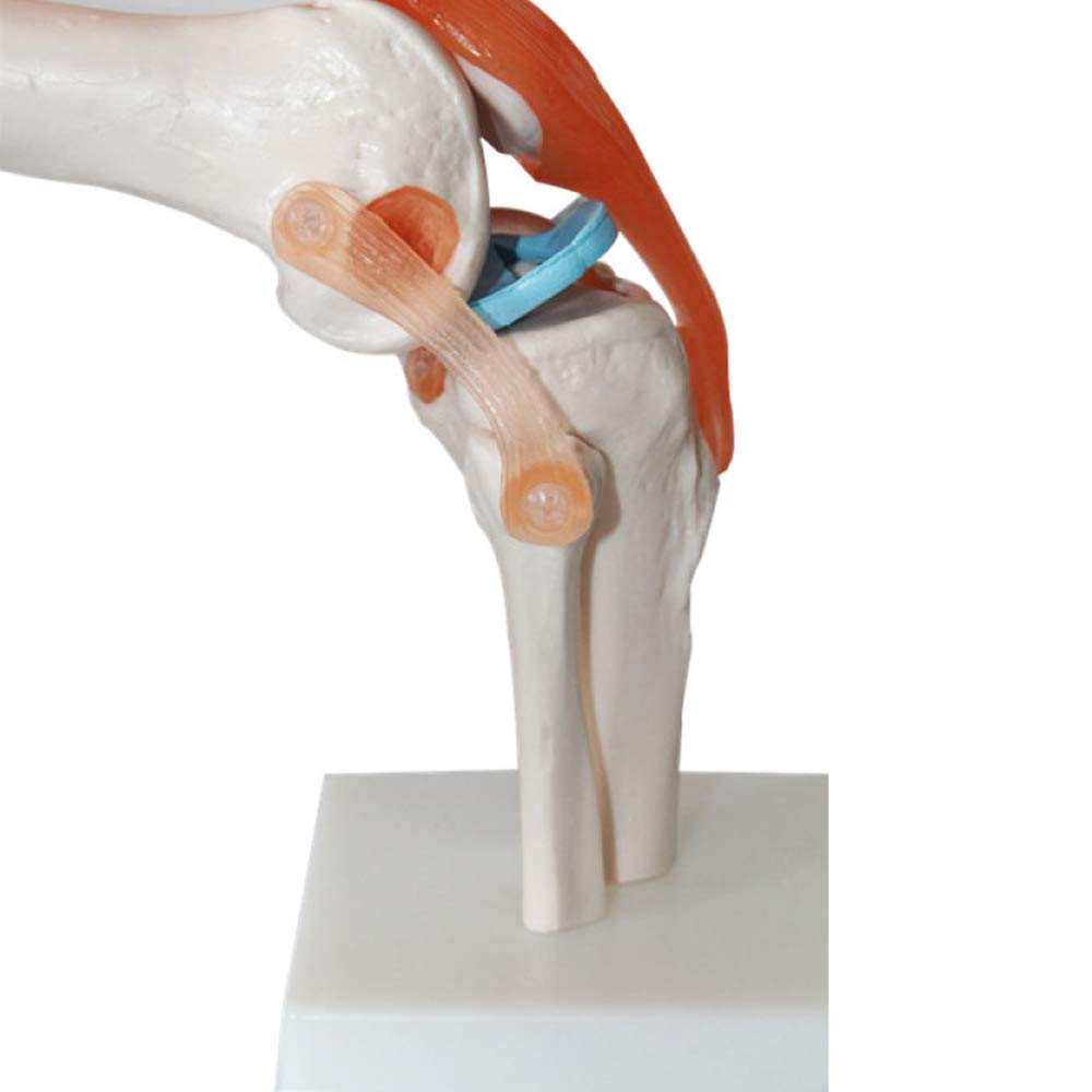 YUANZHOU Modelo Funcional De La Articulación De La Rodilla La Anatomía De La Articulación Humana Es Adecuada para La Enseñanza Médica