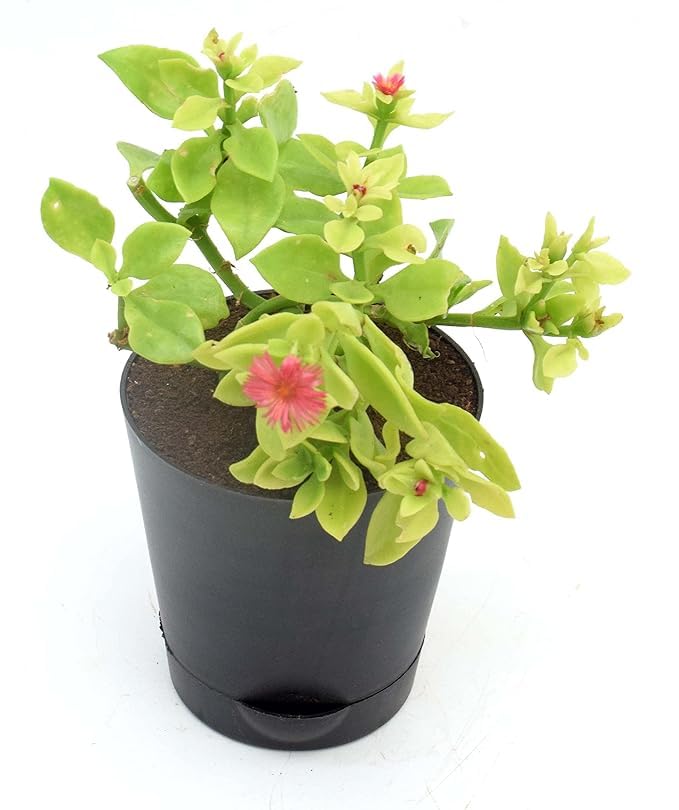 INGLIS PLANTOPIA Live Baby Sunrose Pink Flower Plant Aptenia| Baby Sun rose Live Indoor Plant with Plastic Pot (B0D5V34RPV) Amazon Price History, Amazon Price Tracker
