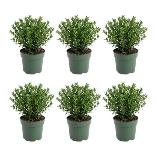 Bloomique - Juego de 6 - Ilex Crenata Jenny - Acebo japonés - Gaulteria - Resistente - Plantas de balcón - 10-20 cm de alto - Maceta de 10 cm