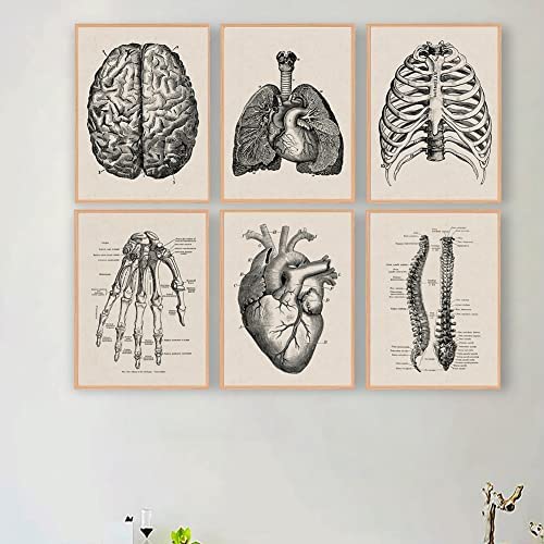 Ohhvvow Obra de arte de anatomía humana, cuadro de pared médica, esqueleto muscular, póster vintage, lienzo nórdico, pintura educativa, decoración moderna (sin marco)