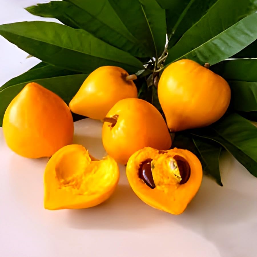 Hidden Enterprise Special Veriety Of Indian Testy Egg Fruit Plant.For Home Garden Outdoor And Indoor Live Fruit Plant.Pack Of_01.