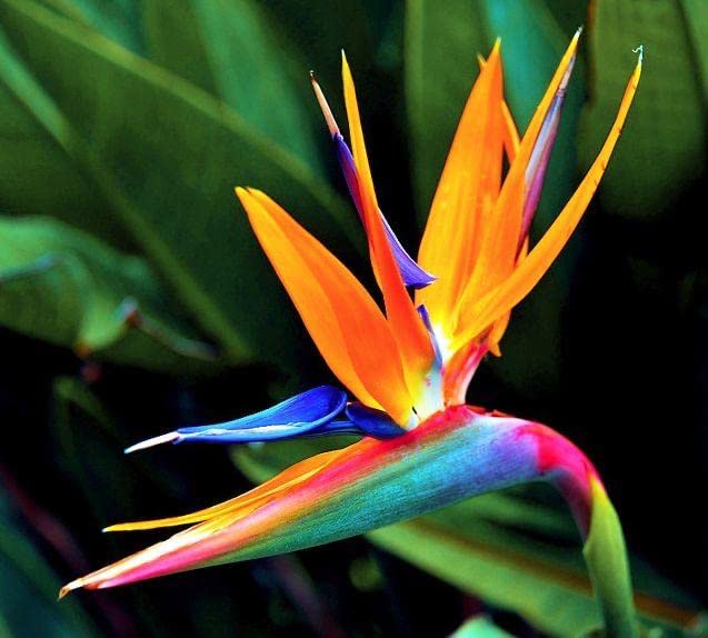 Siddhi Vinayak Gallary® Bird of paradise flower bulbs for Your Garden | pure orange Bird of paradise Flowering Plants Seeds | Summer Flowering Seeds for Planters pack of 1 bulb (B0C1ZGSK7F) Amazon Price History, Amazon Price Tracker