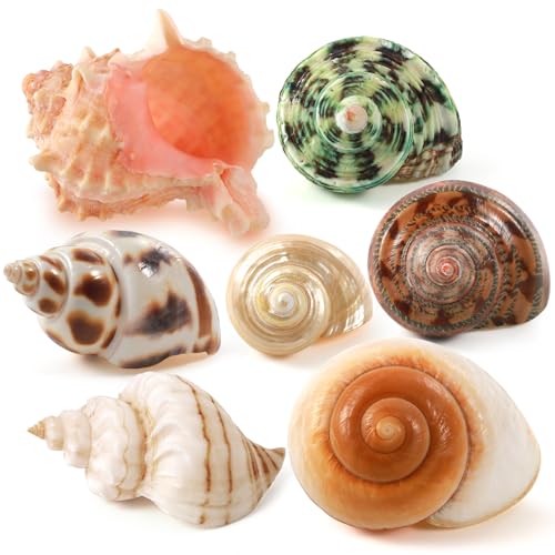 Image of PPCLION 7 PCS Large Medium Small Natural Hermit Crab Shells Turbo Sea Conch Shell for Decor, Size: 2-3.5 inch. Opening 0.5 inch-2 inch