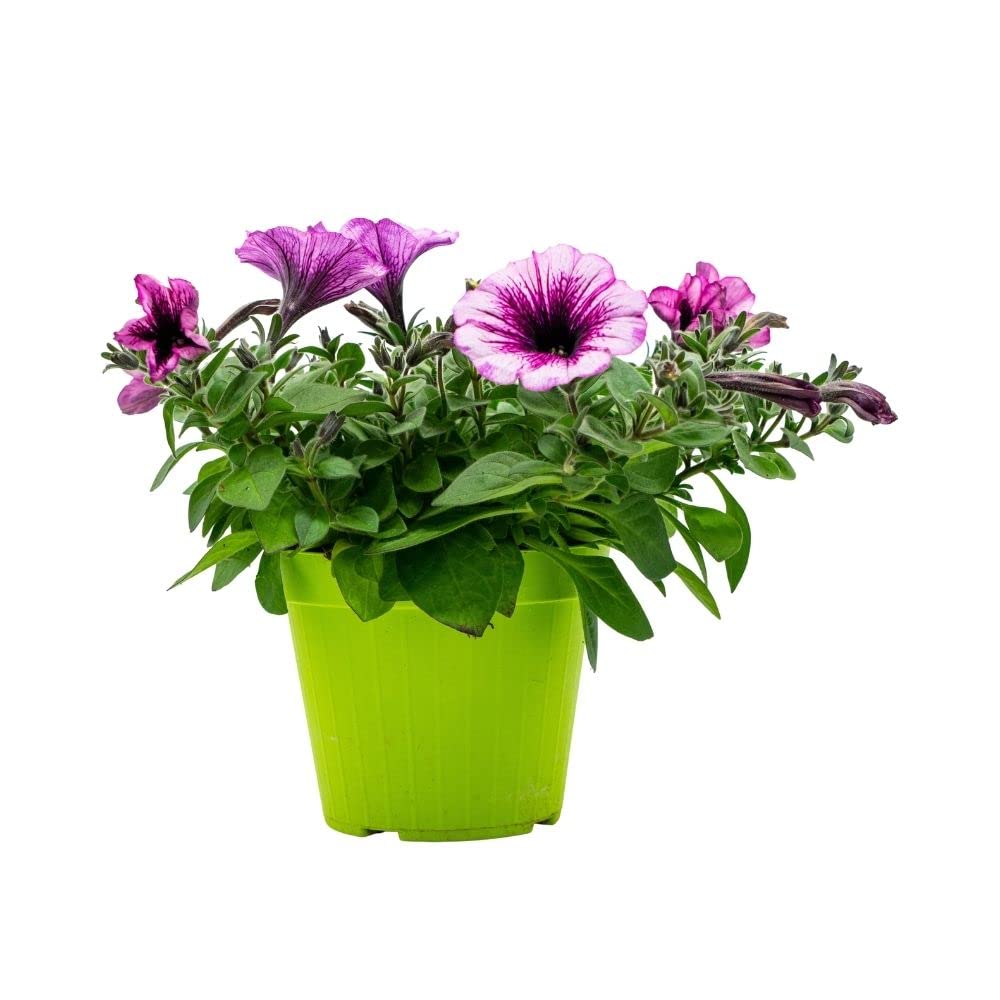 Petunia in varietà (6 PIANTE) - Fiori NON commestibili - Azienda agricola Carmazzi