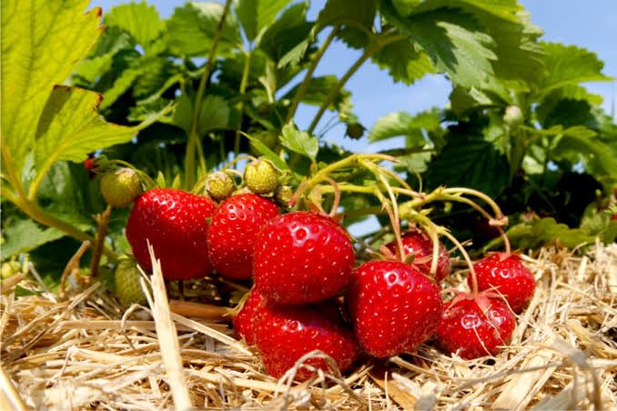 Live Strawberry Plant "ComboSelva Strawberry fruit"Grafted hybrid - 2 Healthy Live Super Yielding Early Fruting Selva Strawberry Fruit Plant 10 Inch Height in Nursery Grow Bag for Home Garden (B0CNZTRXTX) Amazon Price History, Amazon Price Tracker