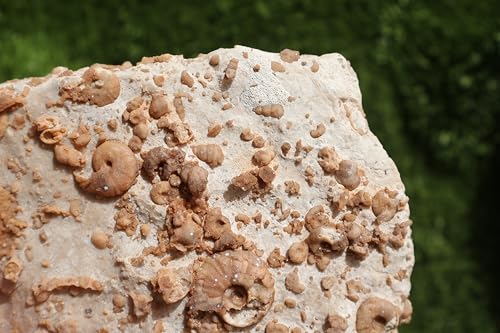 Image of Douvilleiceras & Gastropods Plate Cretaceous Fossils Fossils from Morocco Fossil Rock Ammonites Fossil A197