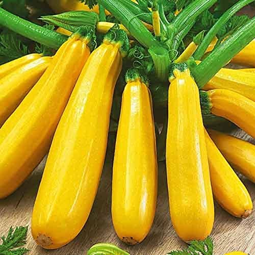 Comparison: Stove Top Zucchini And Squash 6 25 Golden Zucchini Summer Squash Seeds for Planting. Non GMO and Heirloom. 3 Grams of Seeds. Garden Vegetable Survival